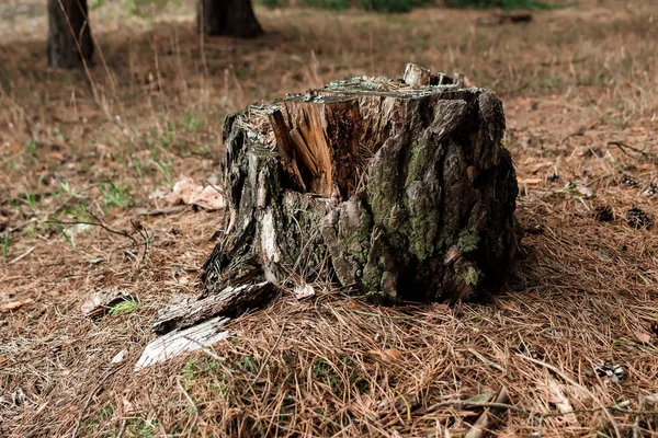 Старий пень у лісі. Концепція вирубки дерев, хвороби дерев, легенів планети . — стокове фото