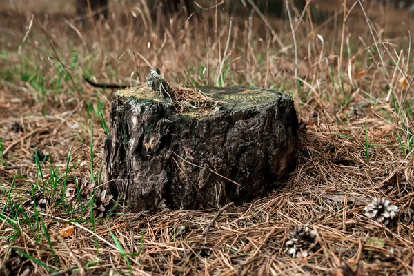 Un vecchio ceppo nella foresta. Il concetto di abbattere gli alberi, la malattia degli alberi, i polmoni del pianeta . — Foto Stock