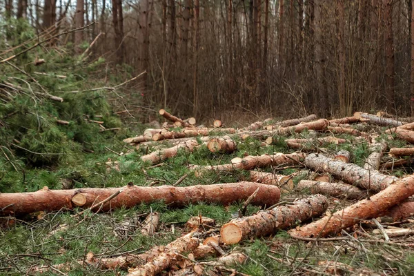 Fakitermelés, sok naplók feküdt a földön az erdőben. Csökkentésével fák, erdők megsemmisítése. A fák ipari elpusztításának fogalma, ami károsítja a környezetet. — Stock Fotó