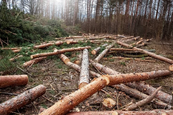 Loggning, en hel del stockar som ligger på marken i skogen. Skära ner träd, skogförstörelse. Begreppet industriell förstörelse av träd, vilket skadar miljön. — Stockfoto