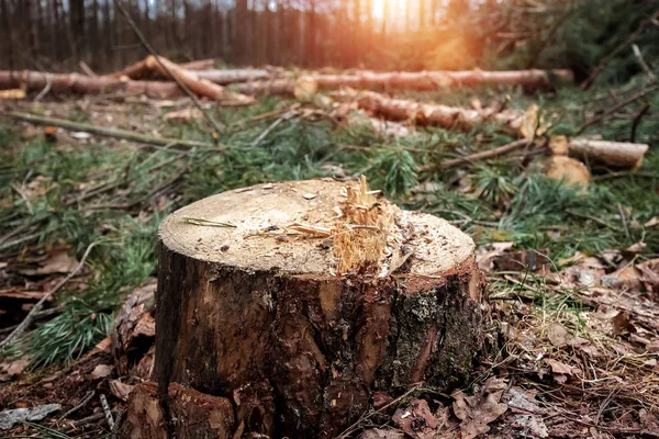 Un vecchio ceppo nella foresta. Il concetto di abbattere gli alberi, la malattia degli alberi, i polmoni del pianeta . — Foto Stock