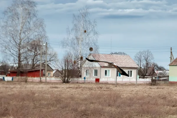 White stork flies past houses. Beautiful white stork near the village.