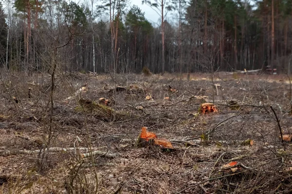 Cutting down trees, forest destruction. Glade stumps in the forest. The concept of industrial destruction of trees, causing harm to the environment.