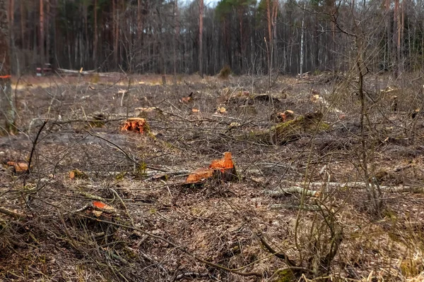 Cutting down trees, forest destruction. Glade stumps in the forest. The concept of industrial destruction of trees, causing harm to the environment.