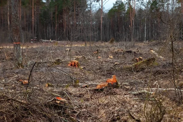 Cutting down trees, forest destruction. Glade stumps in the forest. The concept of industrial destruction of trees, causing harm to the environment.