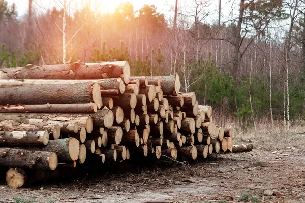 Logging, veel logs liggen op de grond in het bos. Kappen van bomen, bosvernietiging. Het concept van industriële vernietiging van bomen, waardoor het milieuschade wordt berokkend. — Stockfoto