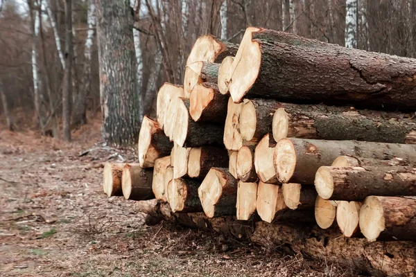 Registrazione, un sacco di tronchi sdraiati a terra nella foresta. Tagliare alberi, distruggere foreste. Il concetto di distruzione industriale degli alberi, causando danni all'ambiente . — Foto Stock