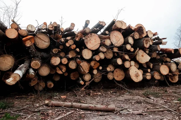 Registrazione, un sacco di tronchi sdraiati a terra nella foresta. Tagliare alberi, distruggere foreste. Il concetto di distruzione industriale degli alberi, causando danni all'ambiente . — Foto Stock