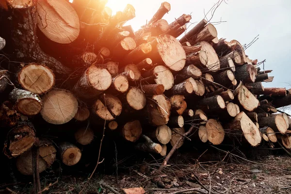 Registrazione, un sacco di tronchi sdraiati a terra nella foresta. Tagliare alberi, distruggere foreste. Il concetto di distruzione industriale degli alberi, causando danni all'ambiente . — Foto Stock