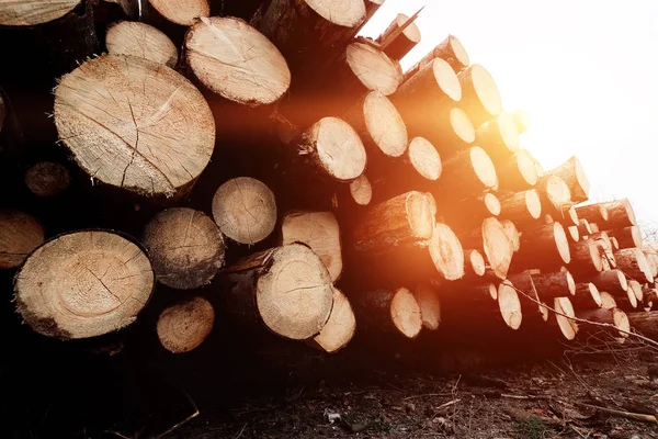 Registrazione, un sacco di tronchi sdraiati a terra nella foresta. Tagliare alberi, distruggere foreste. Il concetto di distruzione industriale degli alberi, causando danni all'ambiente . — Foto Stock