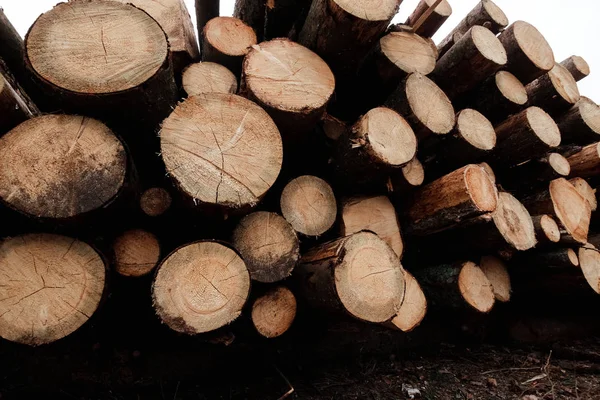 Registrazione, un sacco di tronchi sdraiati a terra nella foresta. Tagliare alberi, distruggere foreste. Il concetto di distruzione industriale degli alberi, causando danni all'ambiente . — Foto Stock