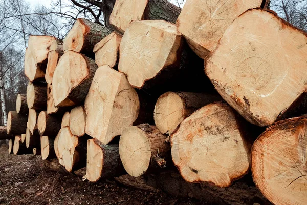 Registro, um monte de troncos deitados no chão na floresta. Cortar árvores, destruição florestal. O conceito de destruição industrial de árvores, causando danos ao meio ambiente . — Fotografia de Stock