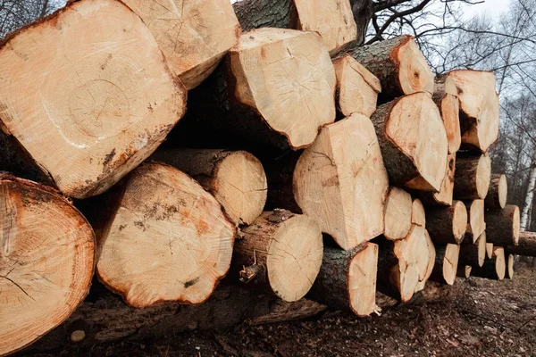 Na zemi v lese leží spousta klády. Rozřezávání stromů, ničení lesů. Koncepce ničení stromů v průmyslu, která způsobuje škodu na životním prostředí. — Stock fotografie