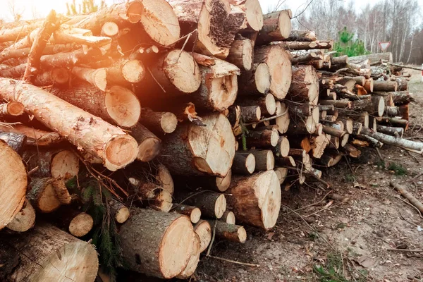 Registro, um monte de troncos deitados no chão na floresta. Cortar árvores, destruição florestal. O conceito de destruição industrial de árvores, causando danos ao meio ambiente . — Fotografia de Stock