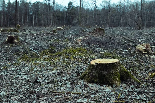 Обрізання дерев, знищення лісу. Блакитні пні в лісі. Концепція промислового руйнування дерев, що завдає шкоди навколишньому середовищу . — стокове фото