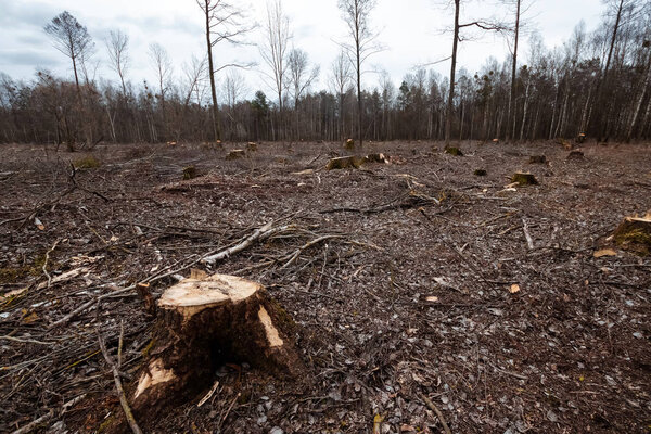 Срубка деревьев, уничтожение лесов. Пни на поляне в лесу. Концепция промышленного уничтожения деревьев, наносящих вред окружающей среде
.