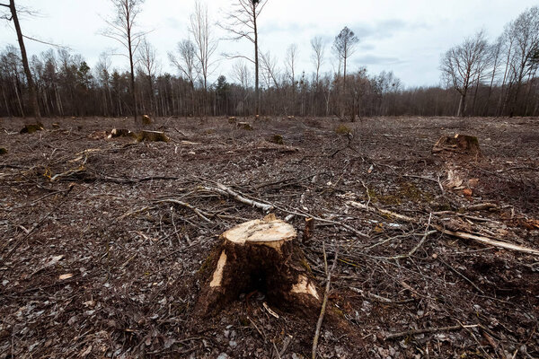 Срубка деревьев, уничтожение лесов. Пни на поляне в лесу. Концепция промышленного уничтожения деревьев, наносящих вред окружающей среде
.