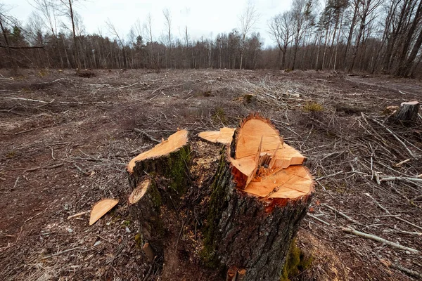 Cutting down trees, forest destruction. Glade stumps in the forest. The concept of industrial destruction of trees, causing harm to the environment.