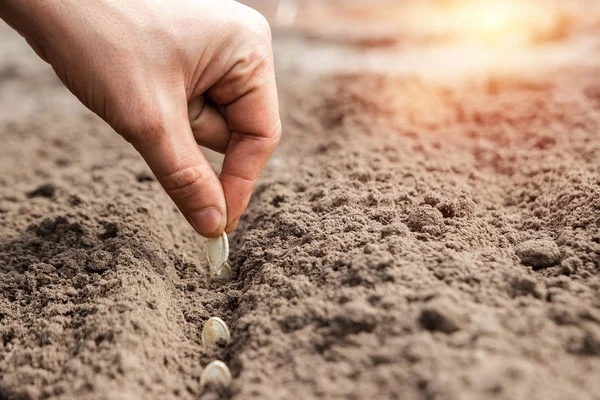 Primo piano delle mani del contadino, semina in primavera. Il concetto di giardino, l'inizio della stagione, cottage estivo . — Foto Stock