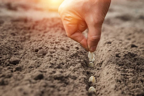 Close up of farmer's hands, planting seeds in spring. The concept of the garden, the beginning of the season, summer cottage. — Stock Photo, Image