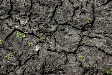 Kuru, çatlak toprak, yeşillik. Arazi drenaj kavramı, tatlı su eksikliği.