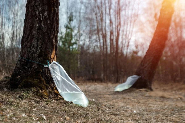 Huş özünün endüstriyel hasadı. Huş özünün bahar koleksiyonu. Temiz içecek.
