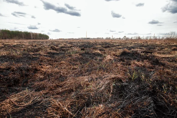 Terra queimada, fogos de primavera. Um campo com relva queimada. A destruição de insetos . — Fotografia de Stock