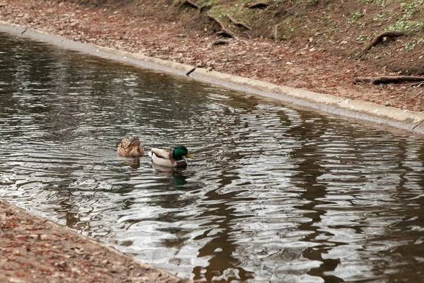 Portrait d'une femelle de canard sur l'eau — Photo