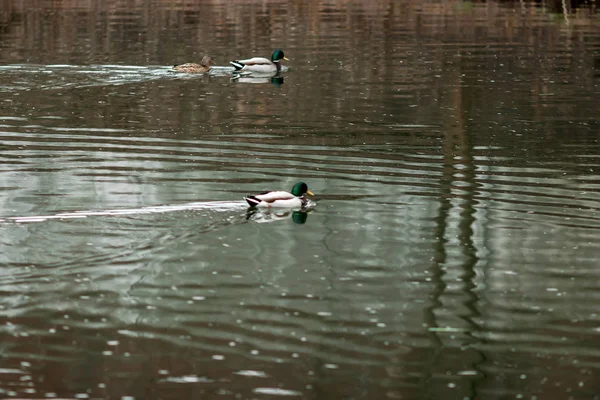 Portrait d'une femelle de canard sur l'eau — Photo