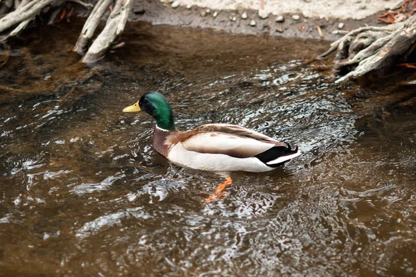 Portrait d'une femelle de canard sur l'eau — Photo