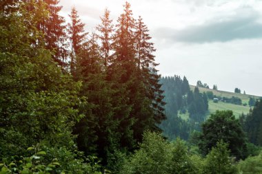 Dağ, güzel manzara. Ukrayna, Karpat Dağları. Seyahat, turizm, tatil, tatil kavramı