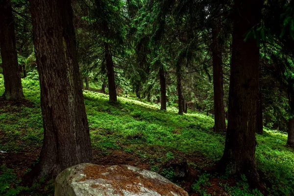 Berg, schöne Sommerlandschaft, Wald in den Bergen, Sommer. Ukraine, die Karpaten. Konzept von Reisen, Tourismus, Urlaub, Urlaub — Stockfoto