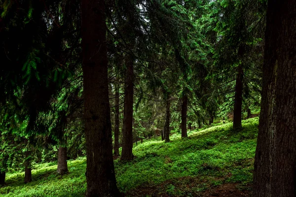 Berg, schöne Sommerlandschaft, Wald in den Bergen, Sommer. Ukraine, die Karpaten. Konzept von Reisen, Tourismus, Urlaub, Urlaub — Stockfoto