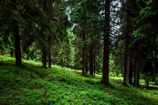 Berg, schöne Sommerlandschaft, Wald in den Bergen, Sommer. Ukraine, die Karpaten. Konzept von Reisen, Tourismus, Urlaub, Urlaub — Stockfoto