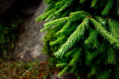 Yeşil bir Noel ağacının dallarında çiy damlaları, yakın çekim, doğal bitkisel arka plan. Noel arka plan