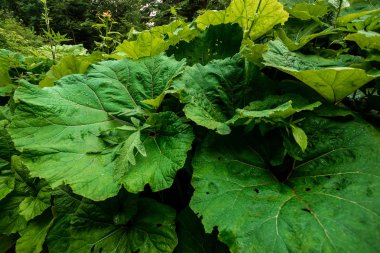Yeşil büyük yapraklar, burdocks, yakın çekim, doğal bitkisel arka plan