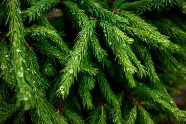 Yeşil bir Noel ağacının dallarında çiy damlaları, yakın çekim, doğal bitkisel arka plan. Noel arka plan