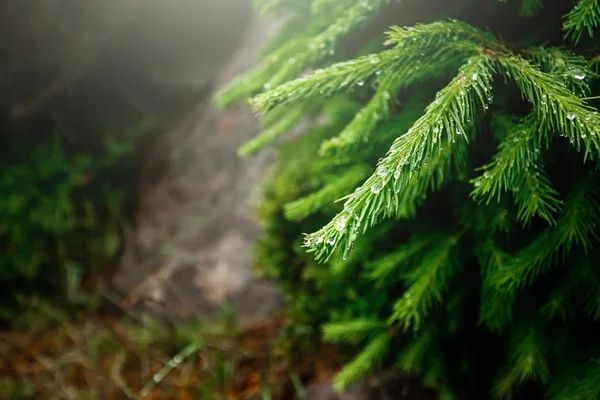 Tautropfen auf den Zweigen eines grünen Weihnachtsbaums, Nahaufnahme, natürlicher vegetativer Hintergrund. Weihnachtlicher Hintergrund — Stockfoto