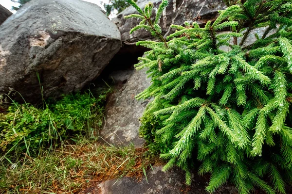 緑のクリスマスツリーの枝に露の滴、クローズアップ、自然な栄養の背景。クリスマスの背景 — ストック写真