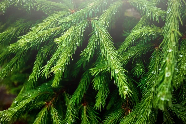 녹색 크리스마스 트리, 클로즈업, 자연 식물 배경의 가지에 이슬 방울. 크리스마스 배경 — 스톡 사진