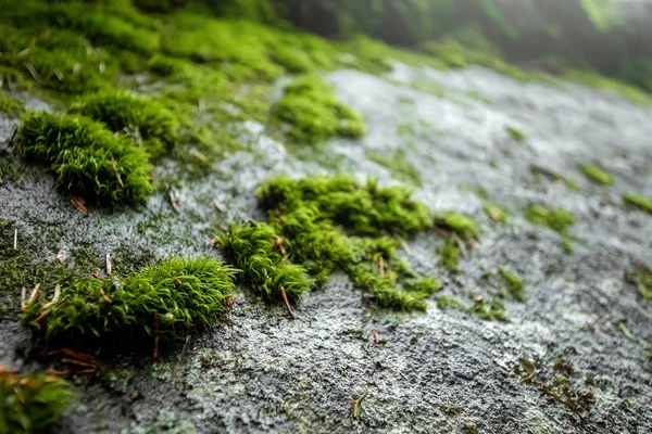 Δημιουργικό φόντο, πράσινα βρύα στην πέτρα, κοντινό, φυσικό φυτικό φόντο — Φωτογραφία Αρχείου