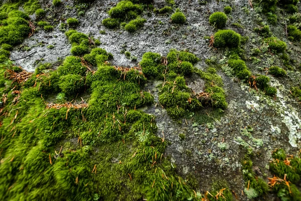 Δημιουργικό φόντο, πράσινα βρύα στην πέτρα, κοντινό, φυσικό φυτικό φόντο — Φωτογραφία Αρχείου