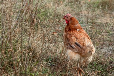 Güzel bir tavuk çimen arka planda kapalı kapılar ardında. Kümes hayvanları çiftliği, tavuk gribi, çiftlik, yumurta.