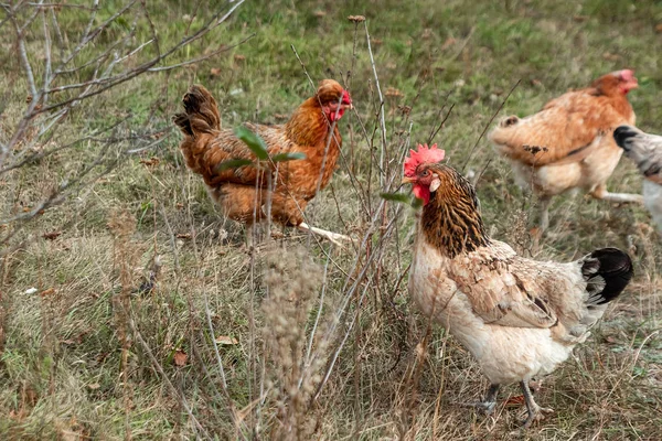 Gyönyörű csirke közelkép szabadban fű háttér. Fogantatás baromfitartó gazdaság, csirke influenza, gazdaság, tojás. — Stock Fotó