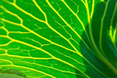 Tropik yeşil yapraklar, doğa konsepti. Çiçek desenli arka plan, gerçek fotoğraf. Yaprak dokusu