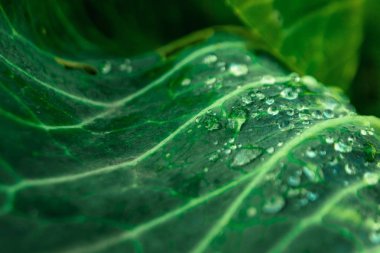 Tropik yeşil yapraklar, doğa konsepti. Çiçek desenli arka plan, gerçek fotoğraf. Yaprak dokusu