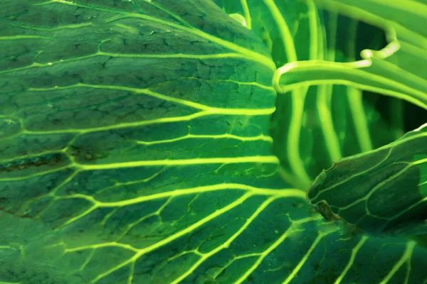 Tropische grüne Blätter, Naturkonzept. Blumenmuster Hintergrund, echtes Foto. Blatttextur — Stockfoto