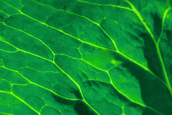 Тропические зеленые листья, концепция природы. Цветочный фон, настоящая фотография. Листовая текстура — стоковое фото