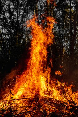 Orman yangınları, doğada yangın, ağaç bitkilerinin tahrip edilmesi..