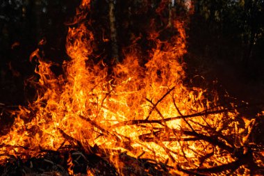 Orman yangınları, doğada yangın, ağaç bitkilerinin tahrip edilmesi..